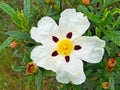 Gum rock rose - Cistus ladanifer in the fields from the countryside in Portugal