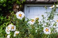 Gum rock rose Cistus ladanifer with new buds and beautiful white flowers Royalty Free Stock Photo