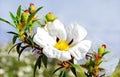 Gum rock roses - Cistus ladanifer