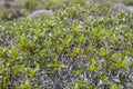 Gum rockrose, Cabo Sardao, Portugal