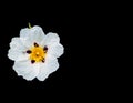 Gum rockrose or Cistus Ladanifer Royalty Free Stock Photo