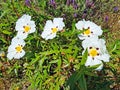 Gum rockrose cistus ladanifer in the fields of Alentejo in Portugal in spring Royalty Free Stock Photo