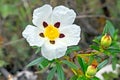 Gum rockrose - Cistus ladanifer - in the fields of Alentejo Portugal Royalty Free Stock Photo