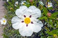 Gum rockrose cistus ladanifer in the fields of Alentejo in Portugal in spring Royalty Free Stock Photo