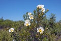 Gum rockrose cistus ladanifer in the fields of Alentejo in Portugal in spring Royalty Free Stock Photo