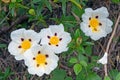 Gum rockrose - Cistus Ladanifer in the fields of Portugal in springtime Royalty Free Stock Photo