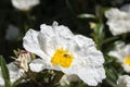 Gum rockrose, Cistus ladanifer