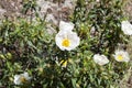 Gum rockrose, Cistus ladanifer