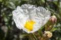 Gum rockrose, Cistus ladanifer Royalty Free Stock Photo