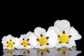 Gum rockrose - Cistus ladanifer