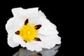 Gum rockrose - Cistus ladanifer