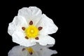 Gum rockrose - Cistus ladanifer Royalty Free Stock Photo