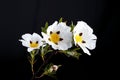 Gum rockrose - Cistus ladanifer