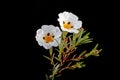 Gum rockrose - Cistus ladanifer Royalty Free Stock Photo