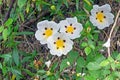 Gum rockrose - Cistus ladanifer - in the fields of Alentejo Portugal Royalty Free Stock Photo