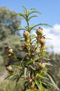 Gum rockrose, Cistus ladanifer Royalty Free Stock Photo