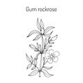 Gum rockrose - Cistus ladanifer Royalty Free Stock Photo