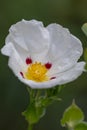Gum rockrose Cistus ladanifer, papery white flower blotched with crimson spots Royalty Free Stock Photo