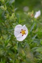 Gum rockrose Cistus ladanifer, papery white flowers blotched with crimson spots Royalty Free Stock Photo