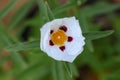 Gum rockrose Cistus ladanifer, papery white flowers blotched with crimson spots Royalty Free Stock Photo