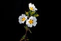 Gum Rockrose - Cistus Ladanifer in Portugal Royalty Free Stock Photo