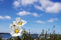 Gum rockrose - Cistus ladanifer at Portugal Royalty Free Stock Photo