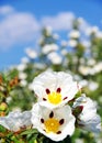 Gum rockrose Royalty Free Stock Photo