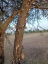 Gum seeping through he bark of a wattle tree