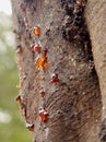 Gum seeping through he bark of a wattle tree