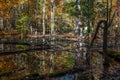 Gum Swamp in Cades Cove Royalty Free Stock Photo