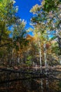 Gum Swamp in Cades Cove Royalty Free Stock Photo