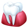 Gum and Tooth Royalty Free Stock Photo