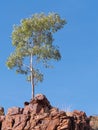 Gum tree on the cliff of Trephina Gorge in the late afternoon sun, east MacDonnell ranges Royalty Free Stock Photo