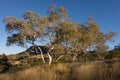 Gum tree eucalyptus pauciflora tree native in Western Australia near Tom Price in sunset