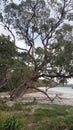 A Gum Tree Leaning Over a Beach on Jervis Bay NSW Australia Royalty Free Stock Photo