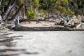 gum tree roots exposed from erosion on the beach Royalty Free Stock Photo