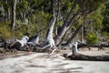 gum tree roots exposed from erosion on the beach Royalty Free Stock Photo