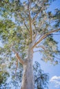 Gum tree on a sunny day with a beautiful blue sky Royalty Free Stock Photo