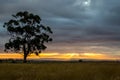 Gum Tree at Sunset, Sunbury, Victoria, Australia, December 2016