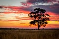 Gum Tree at Sunset, Sunbury, Victoria, Australia, December 2016