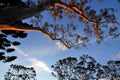 Gum tree at sunset in Toowoomba park