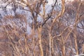 Forest burnt by bushfire in The Blue Mountains in Australia Royalty Free Stock Photo