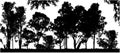 Gum trees in black and white background Royalty Free Stock Photo