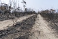 Forest burnt by bushfire in The Blue Mountains in Australia Royalty Free Stock Photo