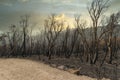 Forest burnt by bushfire in The Blue Mountains in Australia Royalty Free Stock Photo