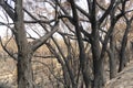 Forest burnt by bushfire in The Blue Mountains in Australia Royalty Free Stock Photo