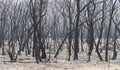 A forest regenerating after bushfire in The Blue Mountains in Australia Royalty Free Stock Photo