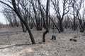 A forest regenerating after bushfire in The Blue Mountains in Australia Royalty Free Stock Photo