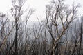 A forest regenerating after bushfire in The Blue Mountains in Australia Royalty Free Stock Photo