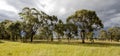 Gum trees at sunset in Australia